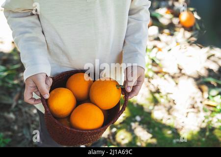 Wicker basket with ripe oranges in children's hands. Stock Photo