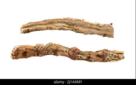 two pieces of dried Sweet flag (calamus) root isolated on white plate Stock Photo