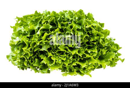 fresh green leaves of curly endive lettuce isolated on white background Stock Photo