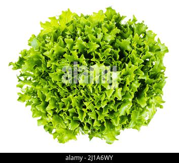 top view of fresh green leaves of curly endive lettuce isolated on white background Stock Photo