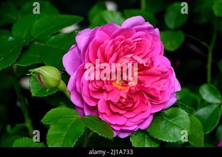 Single Pink 'Rosa Auskitchen' (Princess Anne) English David Austin Shrub Rose Grown at RHS Garden Harlow Carr, Harrogate, Yorkshire, England, UK. Stock Photo