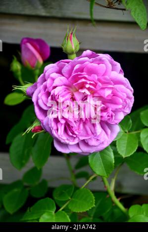 Single Pink 'Rosa Auskitchen' (Princess Anne) English David Austin Shrub Rose Grown at RHS Garden Harlow Carr, Harrogate, Yorkshire, England, UK. Stock Photo