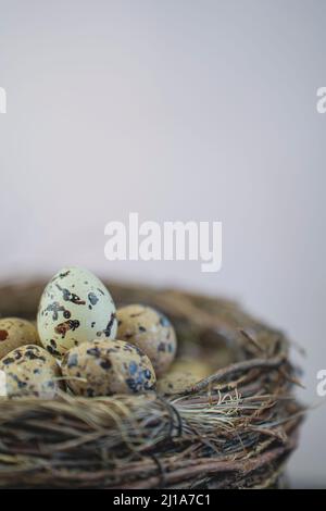 Close up of Quail eggs nest, Easter holiday  concept. Stock Photo
