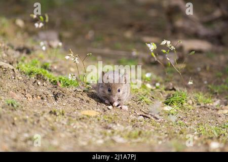 little brown mouse in the garden that just came out of a window box ...