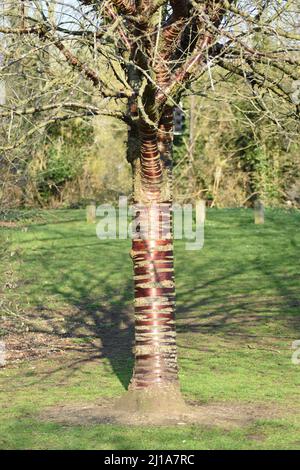 Tibetan cherry tree (Prunus serrula) at Great Linford Manor Park in Milton Keynes. Stock Photo