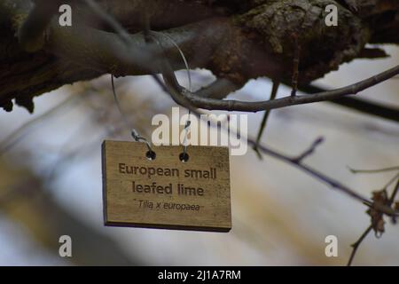 Label on a European small-leafed lime tree (Tilia x europaea) at Great Linford Manor Park in Milton Keynes. Stock Photo