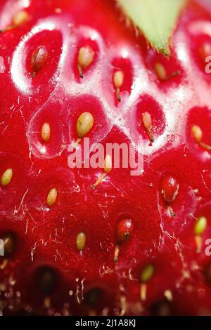 Close up of fresh strawberry showing seeds achenes. Water drop on fresh ...