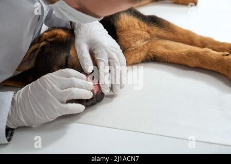 Side view of medical proffesional in protective gloves opening mouth pedigreed dog lying on white table. German shephered dog sweety sleeping while ge Stock Photo