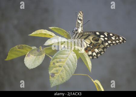 A closeup shot of a butterfly on rose leaves Stock Photo