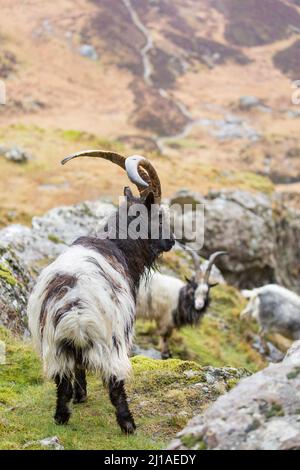 Herd of wild, welsh mountain goats in the valley of a mountain in Snowdonia National Park, North Wales, UK. Stock Photo