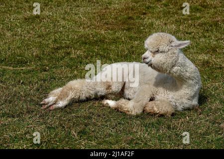 Cute adult llama alpaca lying on green grass and looking around Stock Photo