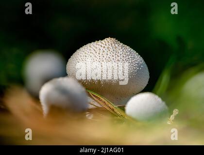 Lycoperdon perlatum, popularly known as the common puffball, emerging