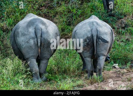 Backsides of white rhinoceros and calf, Ceratotherium simum, African game reserve, Greater Kruger National Park, South Africa Stock Photo