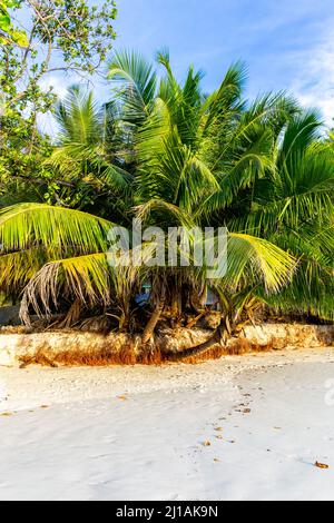 Coconut palm trees (Cocos nucifera) on white sandy beach Anse Lazio, Praslin Island, Seychelles. Portrait view. Stock Photo