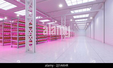 Hydroponic indoor vegetable plant factory in exhibition space warehouse. Interior of the farm hydroponics. Green salad farm. Lettuce Roman growing in Stock Photo