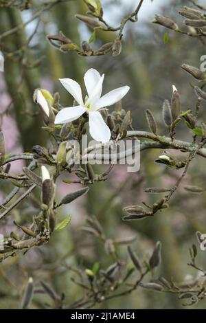 Magnolia salicifolia 'Wada's Memory', deciduous variety, producing masses of fragrant semi-double pure white flowers in spring Stock Photo