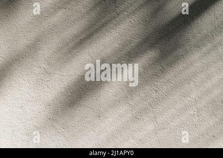 Backdrop of Shadow of coconut tree leaves on the grunge concrete textured wall. Stock Photo