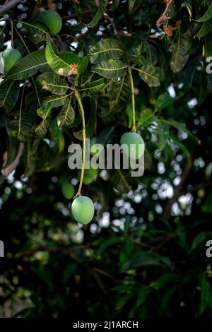 Unriped green mango hanging to the mango tree with bokeh background. Used selective focus. Stock Photo