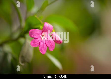 Pink Ravenia flower also known as Lemonia, Limonia on plant. Scientific name is Ravenia spectabilis. It is rare and exotic plant. Stock Photo