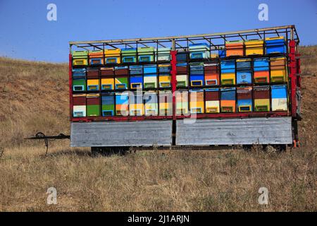 Bienenkörbe in einem Anhänger, gesehen in Siebenbürgen, Rumänien  /  Beehives in a trailer, seen in Transylvania, Romania (Aufnahmedatum kann abweiche Stock Photo