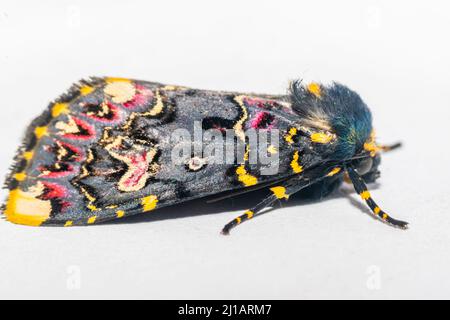 Indian lily moth on the white colored background. It is beautiful and multicolored moth. Its scientific name is Polytela gloriosae. Stock Photo
