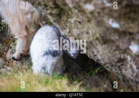 Baby kid goat, belonging to wild, feral Welsh mountain goats, hiding under a large rock in the mountains of Snowdonia National Park, North Wales, UK. Stock Photo