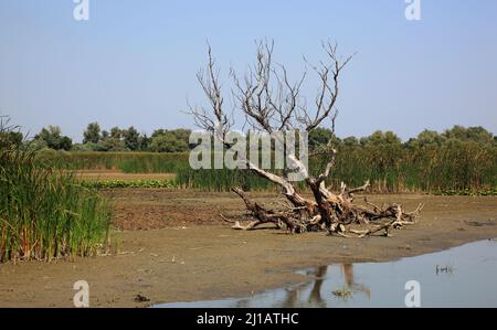 Biosphärenreservat Donaudelta, bei Tulcea, Rumänien  / Danube Delta Biosphere Reserve, near Tulcea, Romania (Aufnahmedatum kann abweichen) Stock Photo