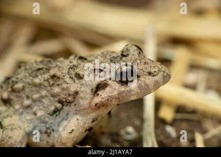 River field frog, Fejervarya limnocharis, Satara, Maharashtra, India Stock Photo