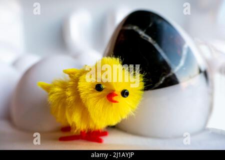 Boiled egg chickens in egg box. artificial chicken on the background of chicken eggs Stock Photo