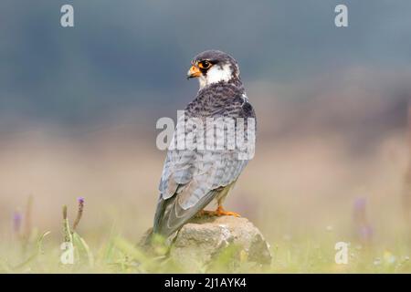 Amur falcon, Falco amurensis. It breeds in south-eastern Siberia and Northern China before migrating in large flocks across India and over the Arabian Stock Photo