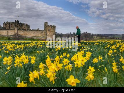 George Swordy, 55, head gardner at Alnwick castle, checking the gardens ahead of the castle opening tomorrow. Picture date: Thursday March 24, 2022.