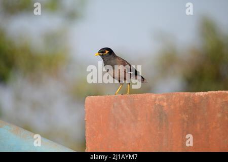 Common myna or Indian myna, Acridotheres tristis, Satara, Maharashtra, India Stock Photo