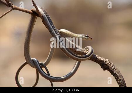 Bronze back tree snake , Dendrelaphis tristis, Satara, Maharashtra, India Stock Photo