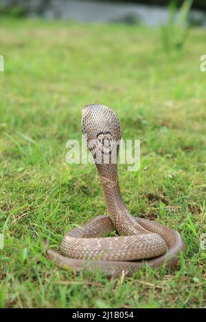 Monocled cobra , Naja kaouthia, also called monocellate cobra, or Indian spitting cobra, is a venomous cobra species widespread across South and South Stock Photo