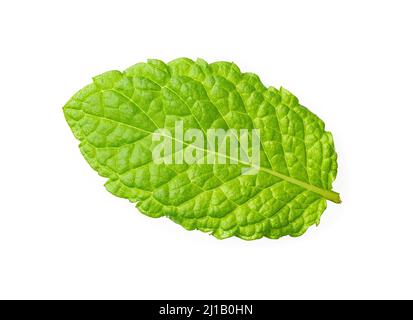 Fresh mint leaf isolated on white background. Green peppermint cutout. Macro of mentha leaf. Aromatic spearmint herb with menthol close-up. Stock Photo