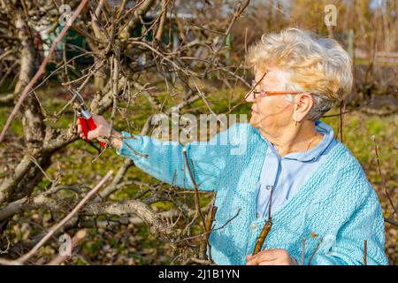 Senior woman is pruning branches of fruit trees in orchard using loppers at early springtime. Stock Photo