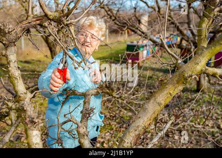 Senior woman is pruning branches of fruit trees in orchard using loppers at early springtime. Stock Photo