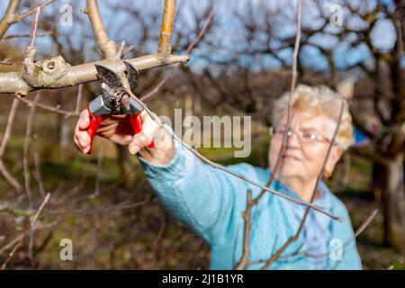 Senior woman is pruning branches of fruit trees in orchard using loppers at early springtime. Stock Photo