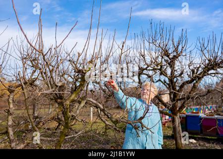 Senior woman is pruning branches of fruit trees in orchard using loppers at early springtime. Stock Photo