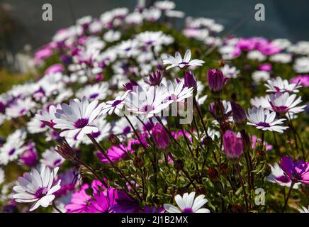 The trailing African daisy or shrubby daisy bush or Osteospermum fruticosum.  White and purple daisy bush flowers on a green background in springtime. Stock Photo