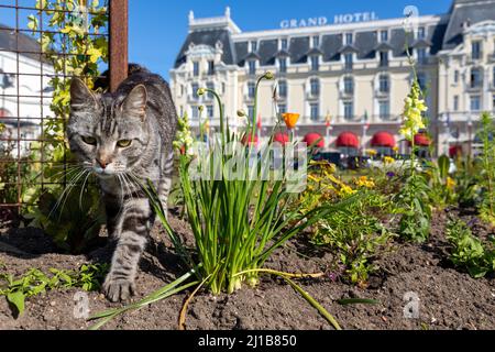 CAT IN THE GARDENS OF THE CASINO IN FONT OF THE GRAND HOTEL, CABOURG, CALVADOS, NORMANDY, FRANCE Stock Photo