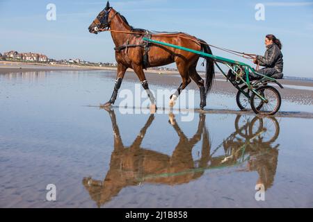 TRAINING OF THE HARNESS-RACING HORSES ON THE BEACH OF CABOURG, CALVADOS, NORMANDY, FRANCE Stock Photo