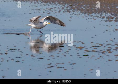 SEAGULL TAKING OFF FROM THE BEACH OF CABOURG, CALVADOS, NORMANDY, FRANCE Stock Photo
