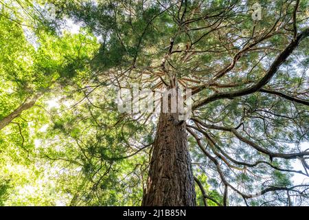 GIANT SEQUOIA, BOTANICAL GARDEN, CAEN, CALVADOS, NORMANDY, FRANCE Stock Photo