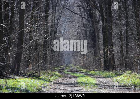 Ampty forest road in spring, March Stock Photo