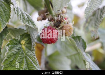 Remontant raspberries on the  branch in the frost Stock Photo
