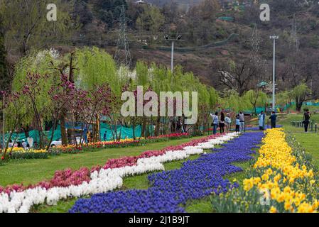 Not bloomed tulip Stock Photo - Alamy