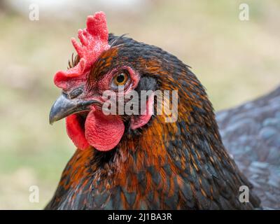 Closeup of a black copper maran chicken Stock Photo