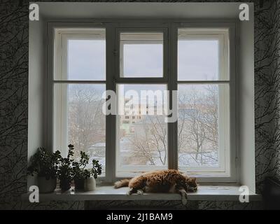 Large red cat sleeps on windowsill. Turmoil of city outside, house is calm. House plants, outside window winter and trees without leaves. Stock Photo