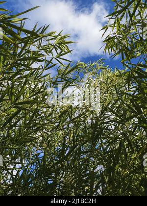 Green bamboo tree branches against blue sky, selective focus Stock Photo